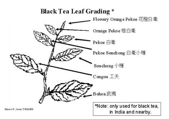 Пример классификации листьев
