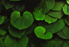 Modified picture with green leaves