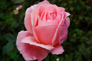 Photo of the rose