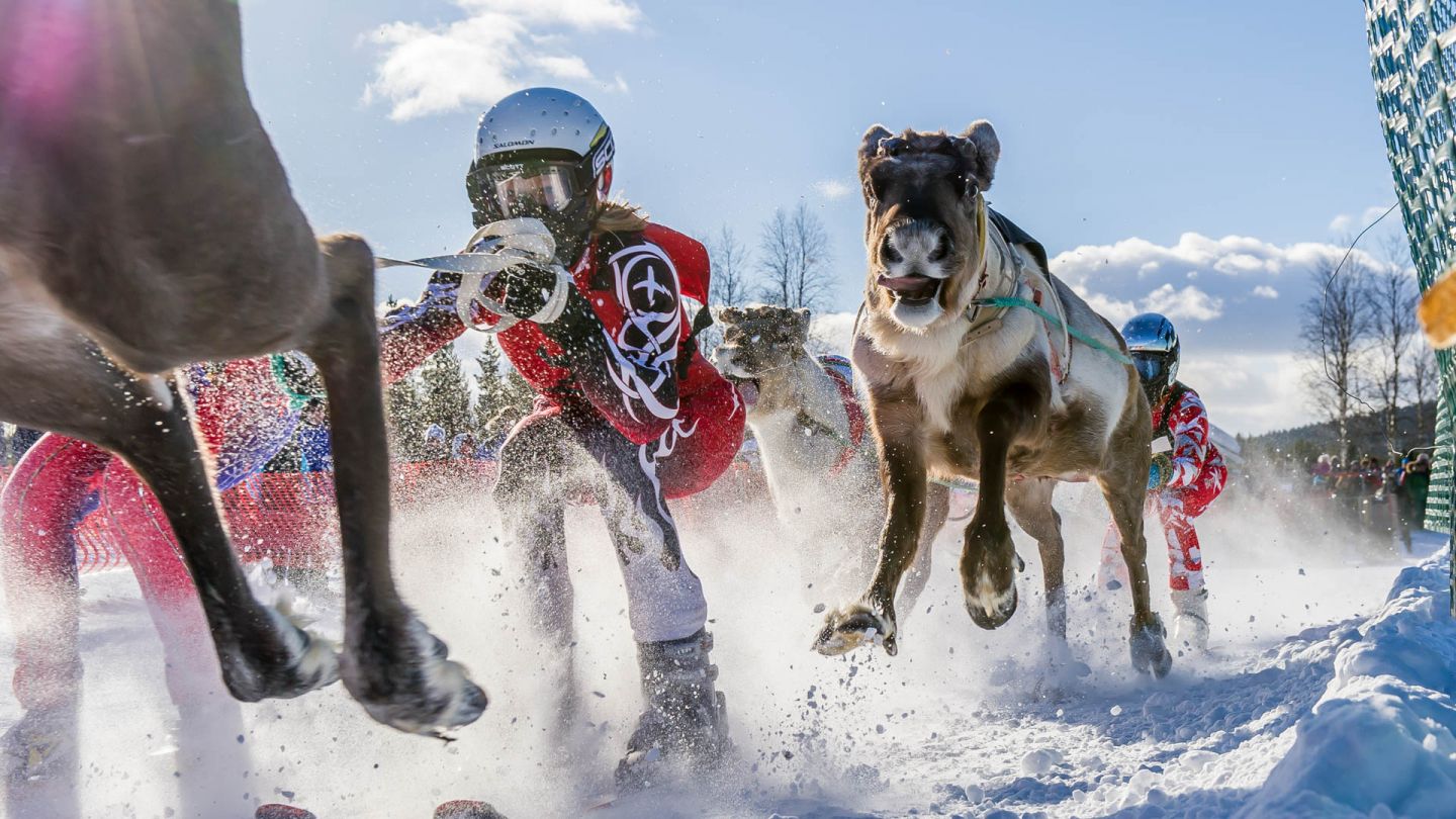 Reindeer race in Lapland